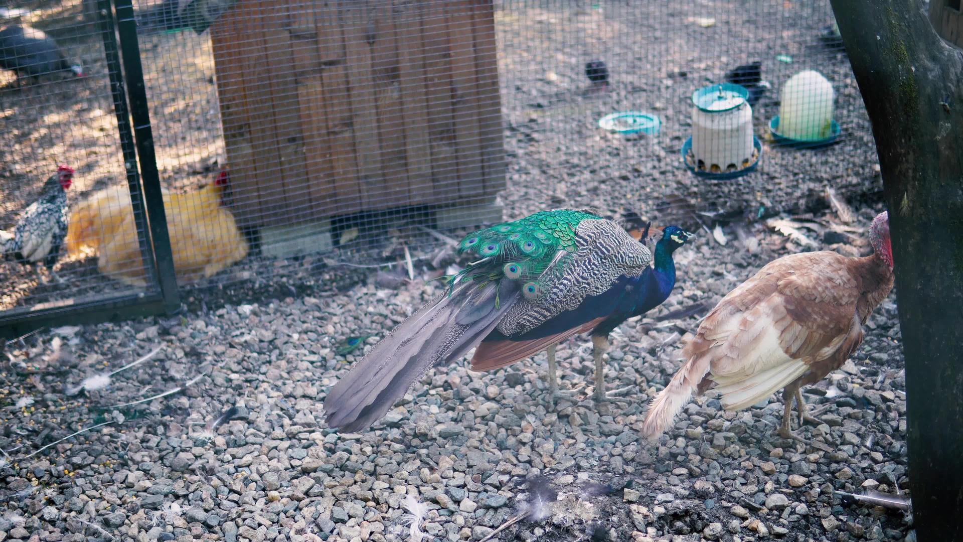 鸟场上的孔雀和火鸡视频的预览图