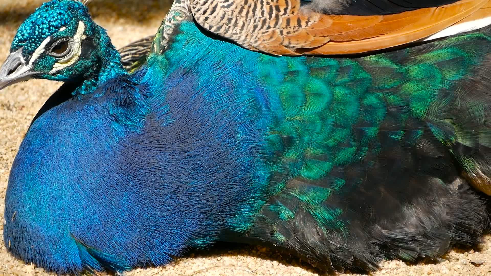 优雅的野生异国鸟孔雀孔雀视频的预览图