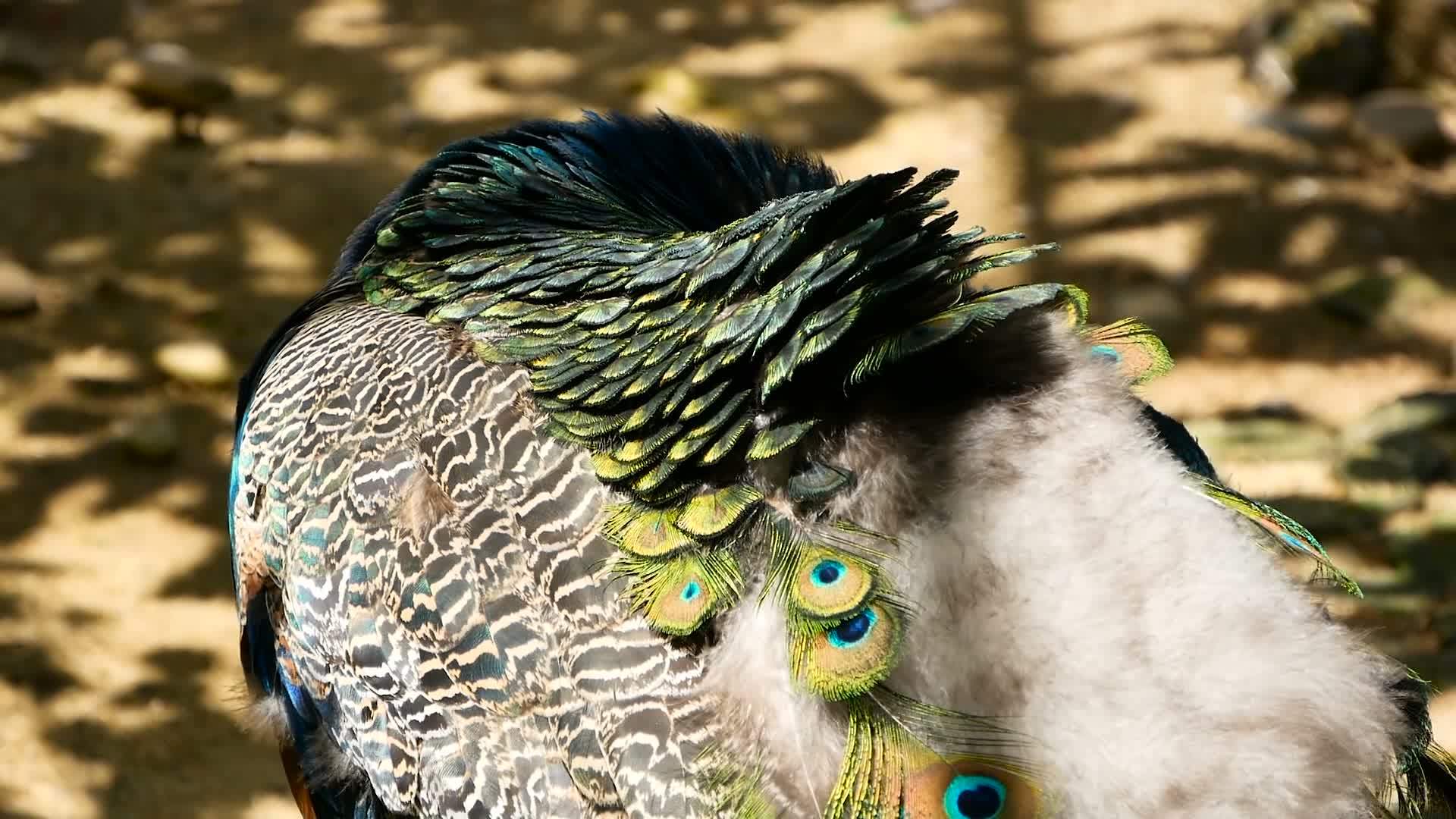 优雅的野生异国鸟丰富多彩的艺术羽毛关闭孔雀形状的羽毛飞翔视频的预览图