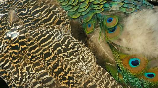 优雅的野生异国鸟丰富多彩的艺术羽毛关闭孔雀形状的羽毛飞翔视频的预览图