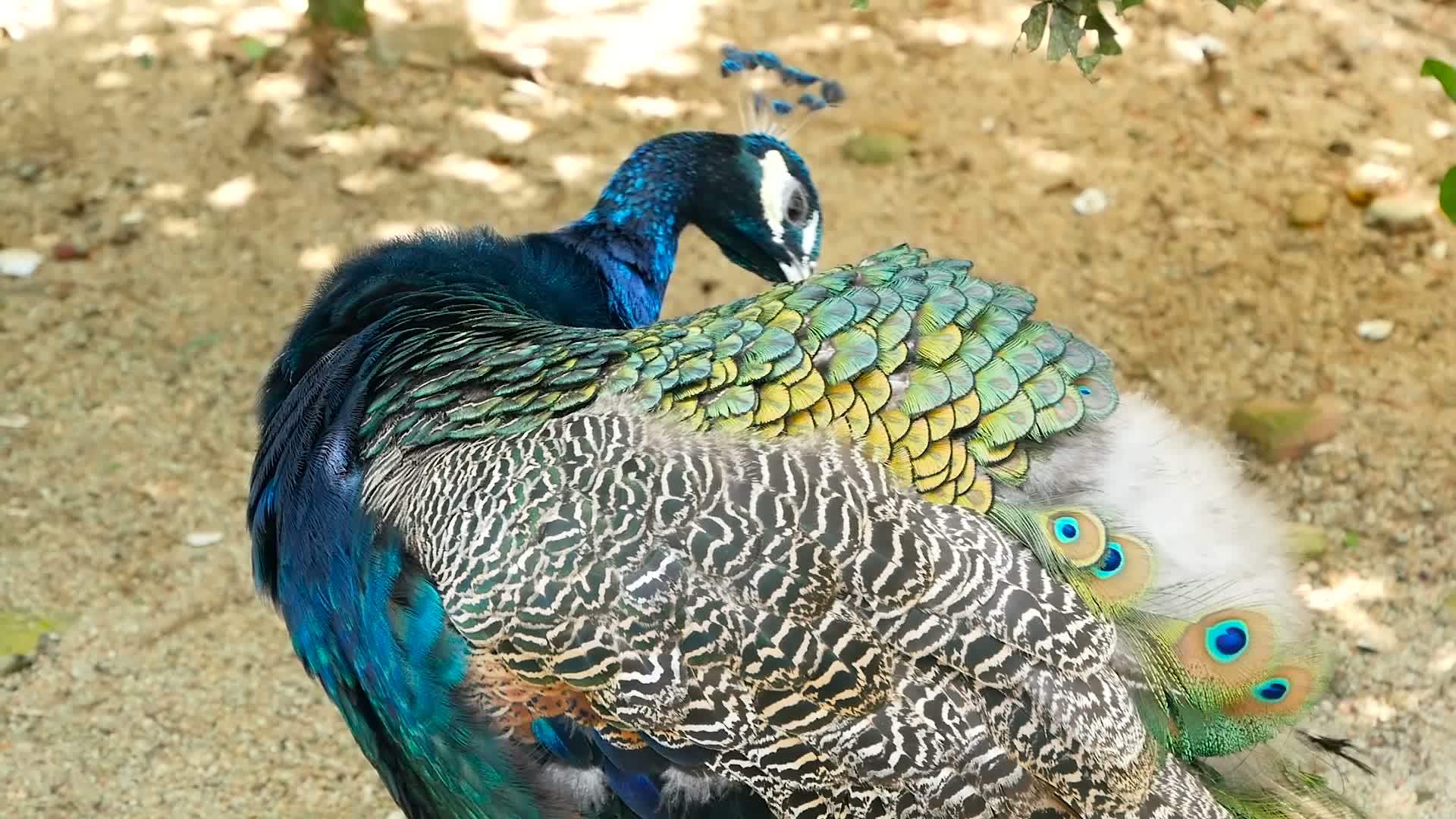 优雅的野生异国鸟孔雀孔雀视频的预览图