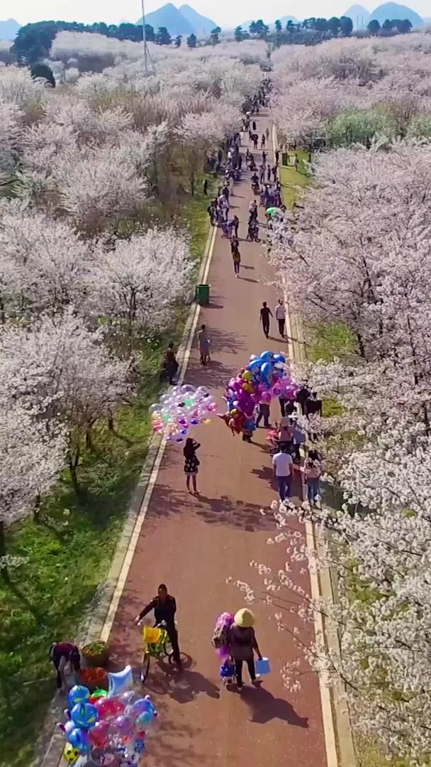 樱花航拍旅游视频的预览图