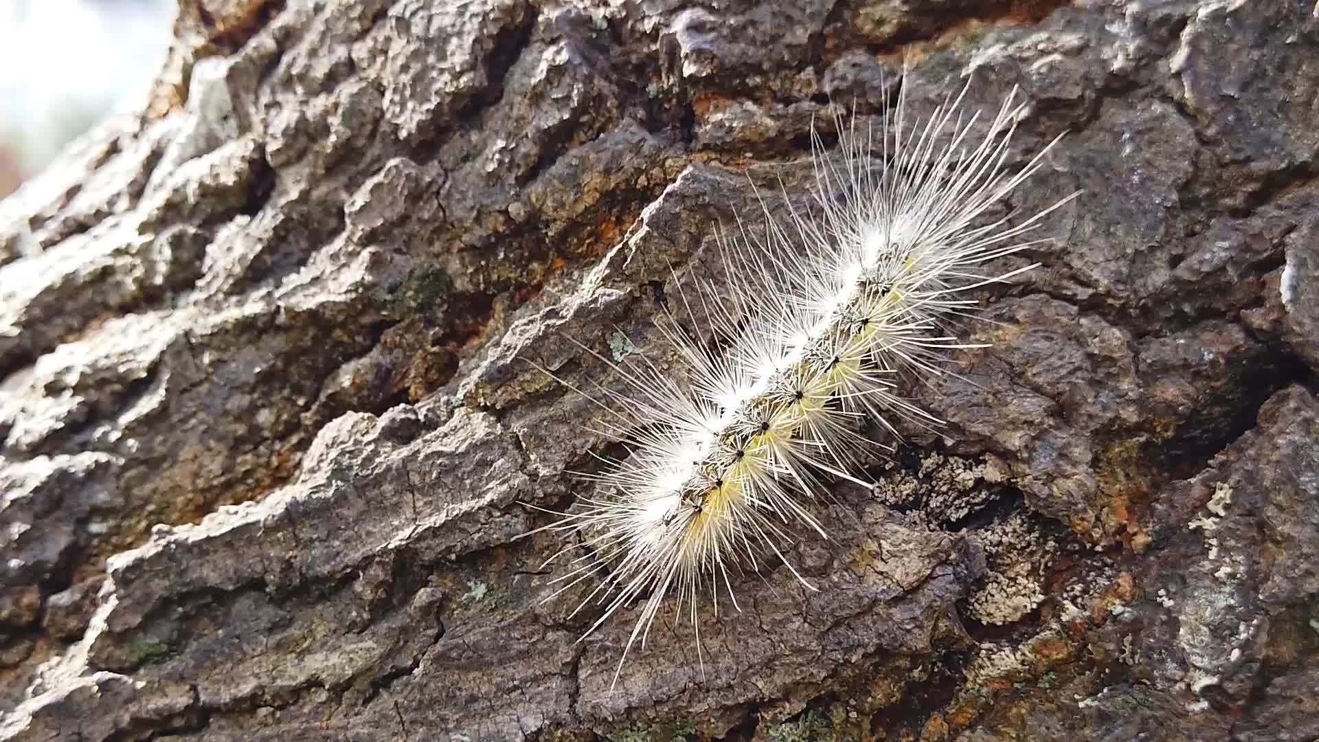 蠕虫毛虫爬上树皮05慢动作视频的预览图