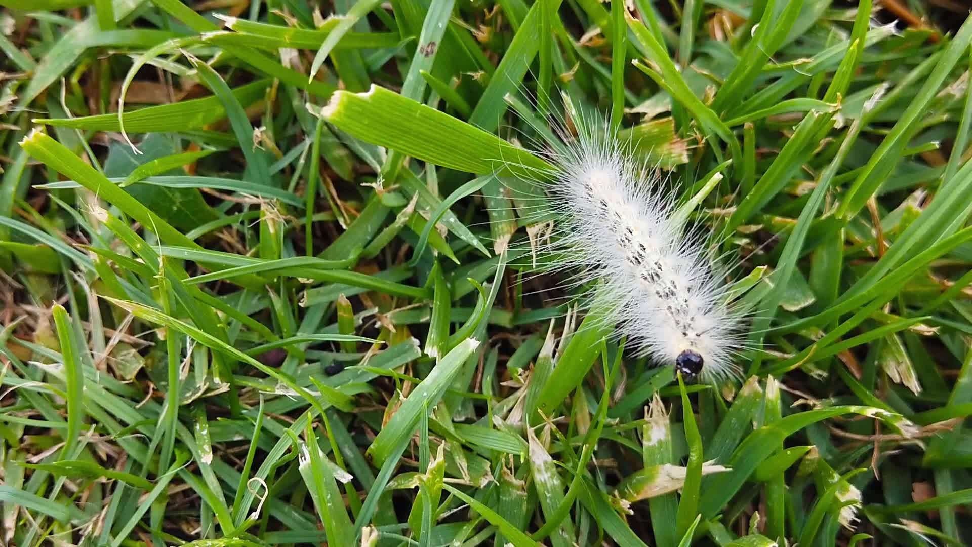 草地上的网虫毛虫缓慢移动视频的预览图