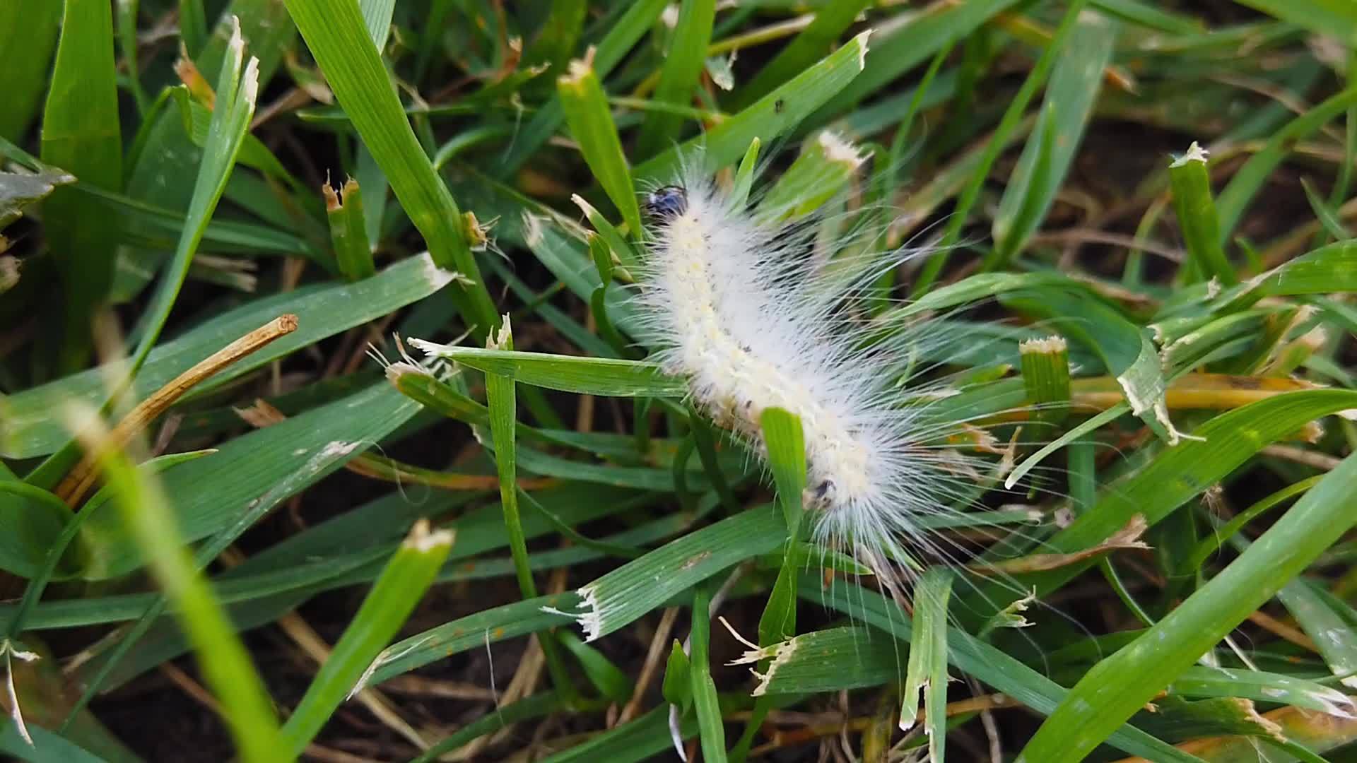 草原上的毛虫视频的预览图