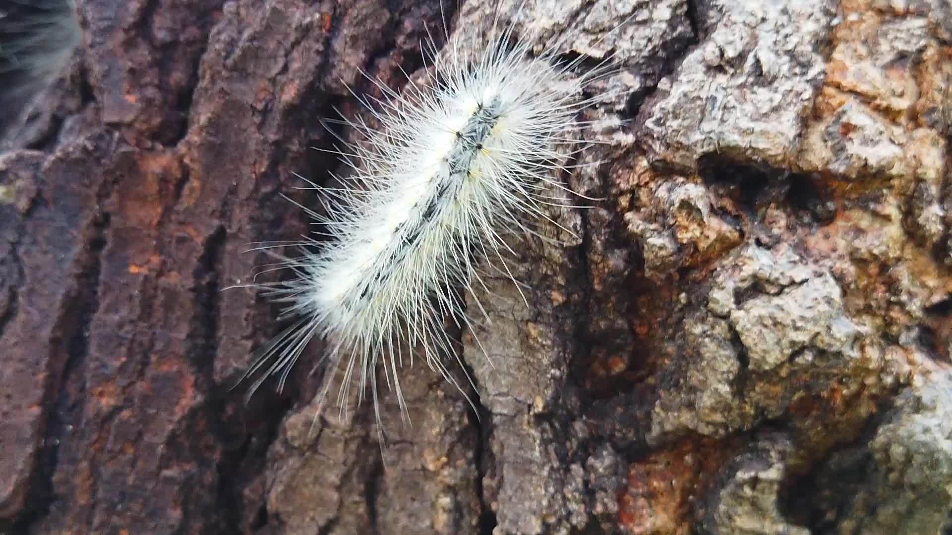 爬在树皮上6慢动作的网虫毛虫视频的预览图