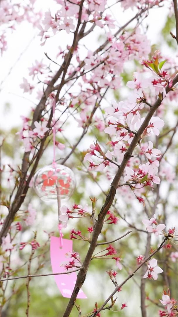 风铃挂在樱花树上视频的预览图