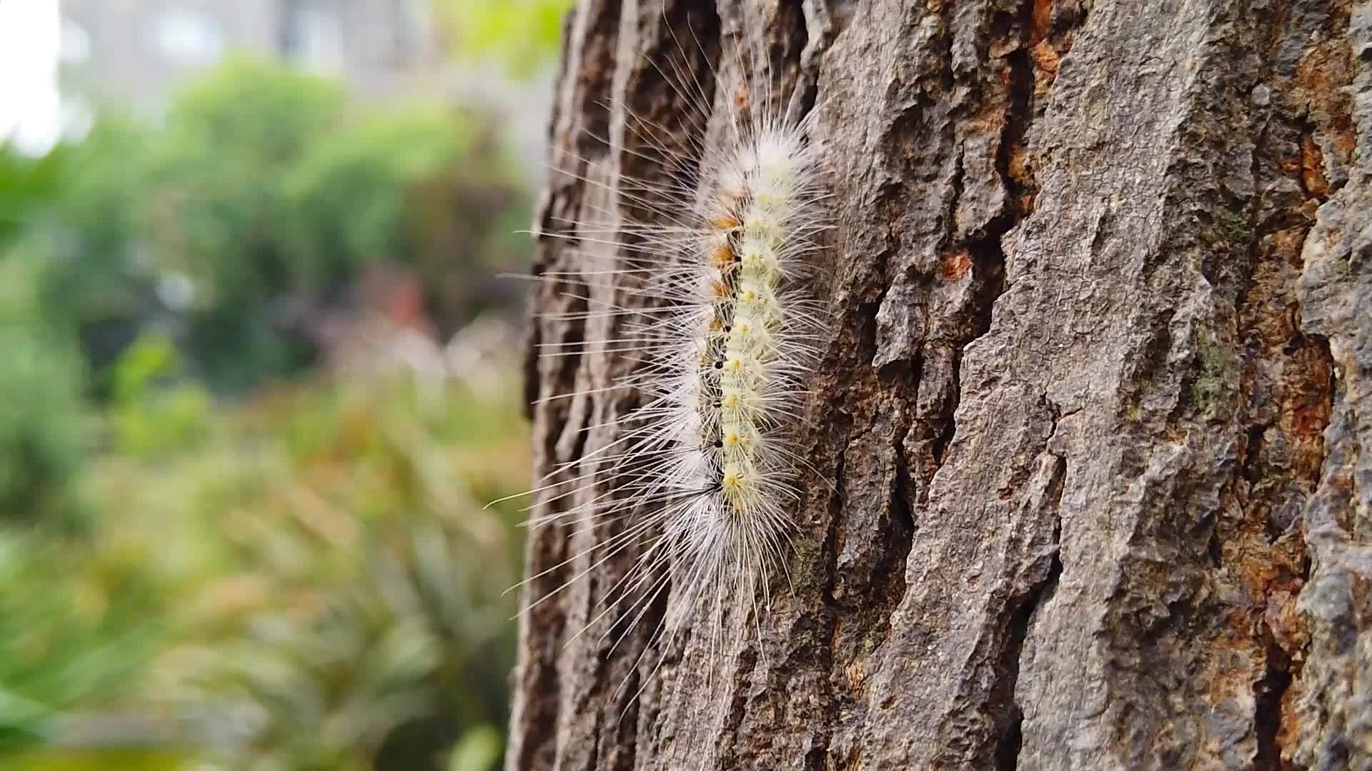 毛虫爬上树皮视频的预览图