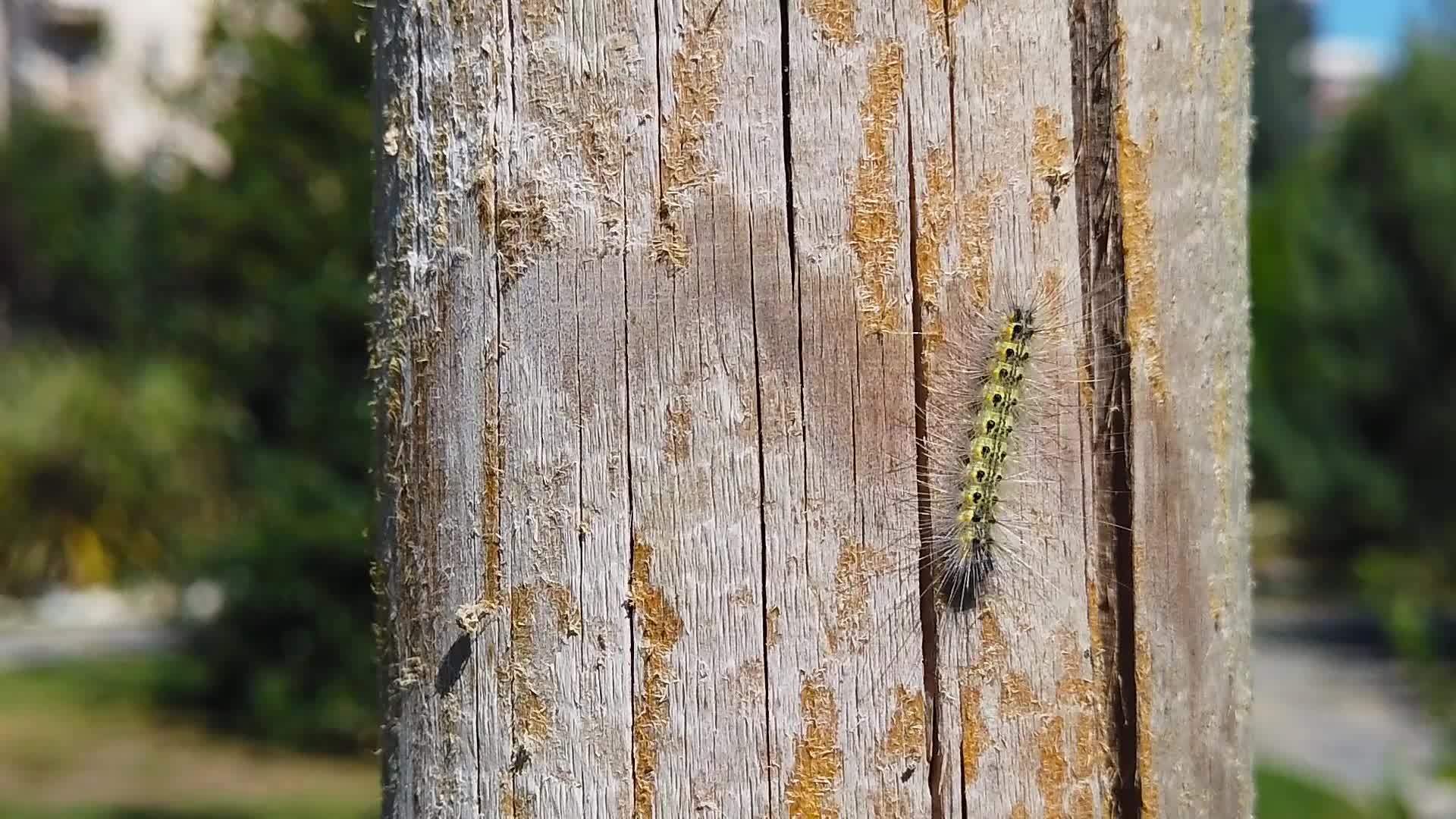 木杆1上的网虫毛虫慢动作视频的预览图