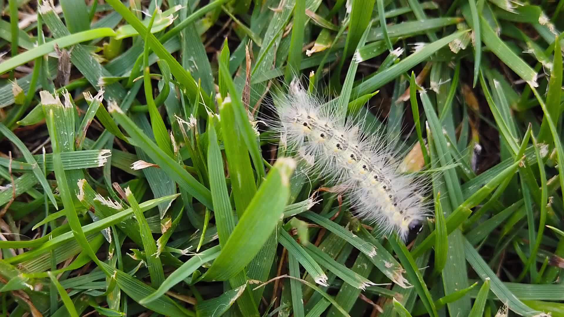 草地上的毛虫视频的预览图