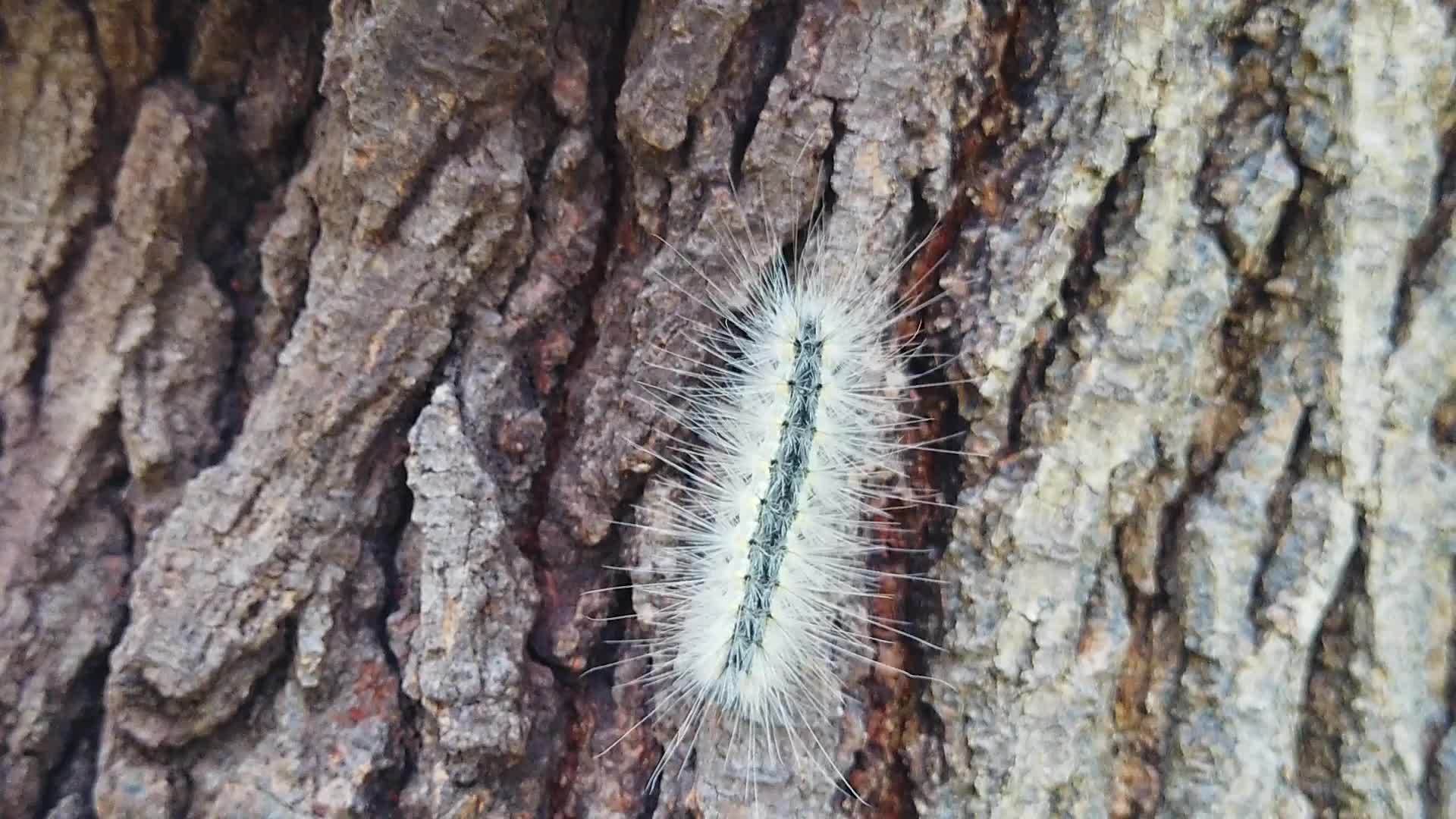网虫毛虫在7号树皮上慢慢爬行视频的预览图