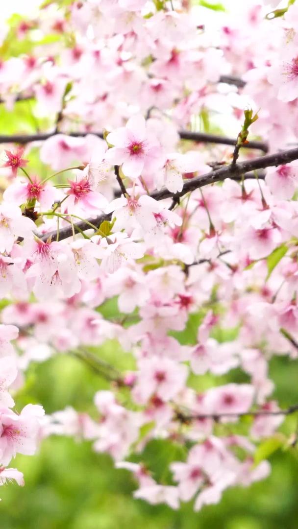 樱花在春天盛开视频的预览图