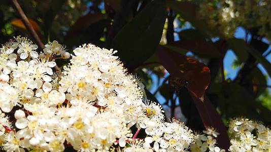 春天的蜜蜂在花朵上视频的预览图