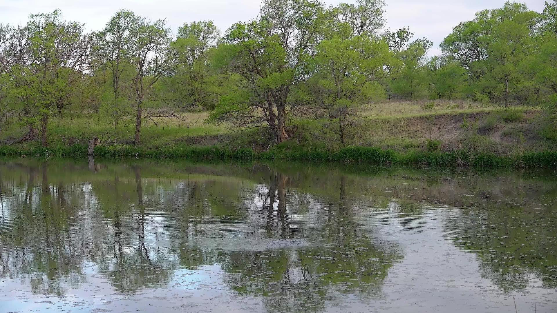 犹他州是湖中的树木视频的预览图