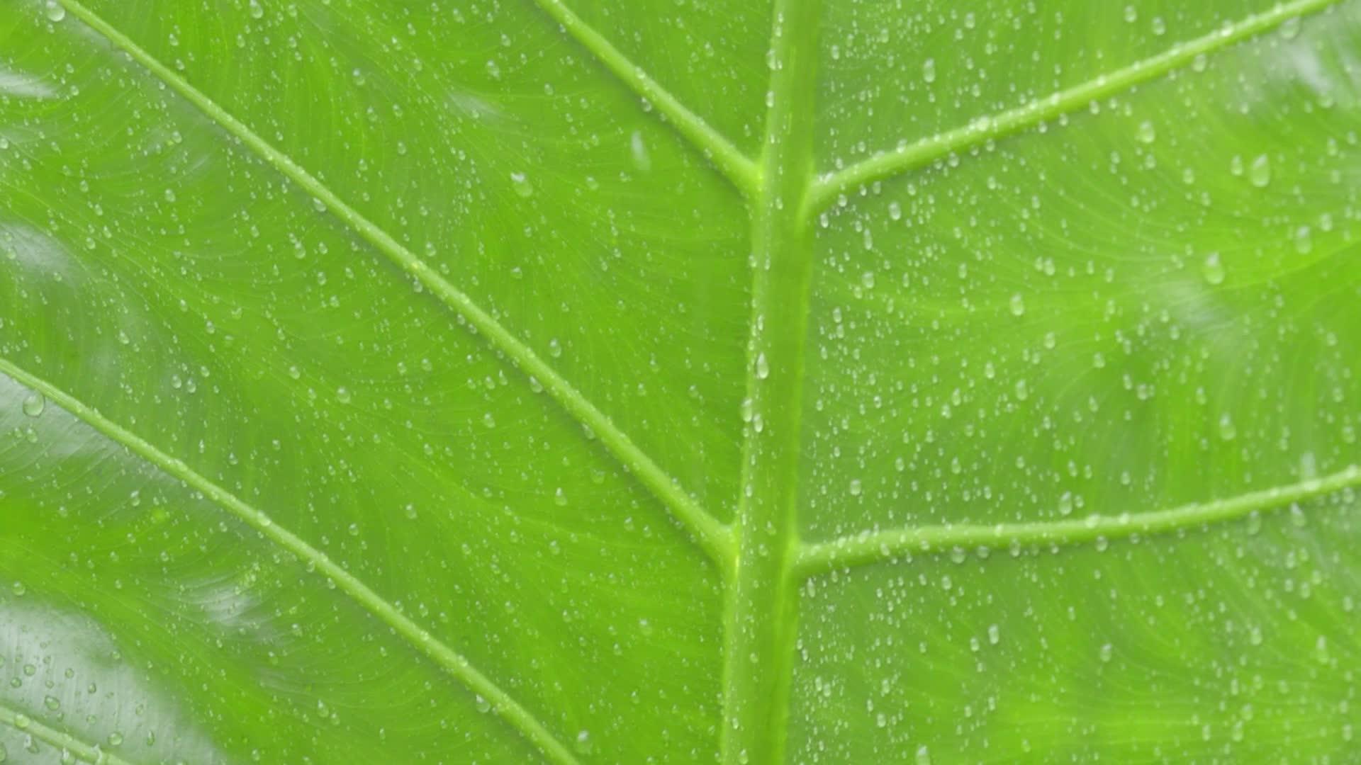 关闭绿色维管植物叶子上落下的水滴夏天的风雨滴落在绿叶上视频的预览图