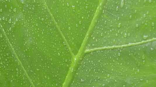 关闭绿色维管植物叶子上落下的水滴夏天的风雨滴落在绿叶上视频的预览图