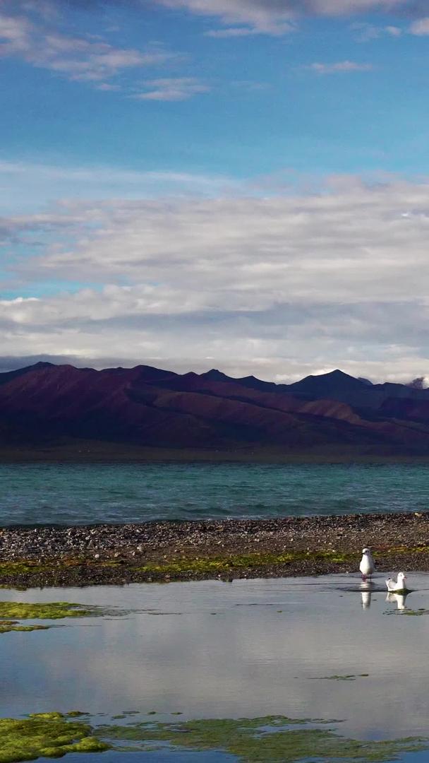 纳木措圣湖边的红嘴鸥觅食视频的预览图