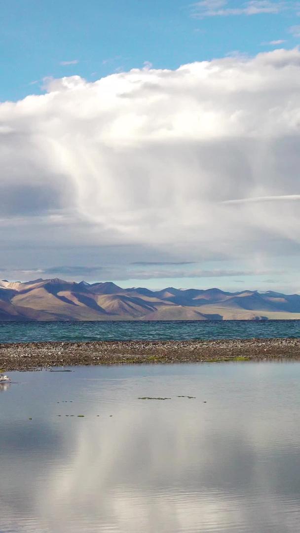 纳木措圣湖边的红嘴鸥觅食视频的预览图