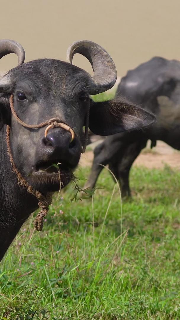 水牛对着动物生活视频的预览图