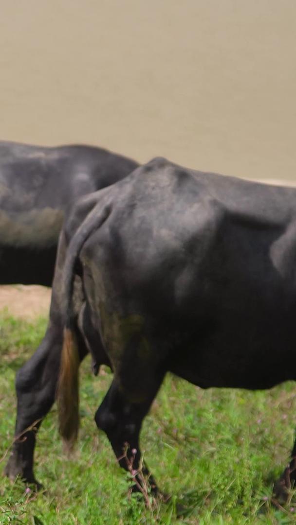 水牛对着动物生活视频的预览图