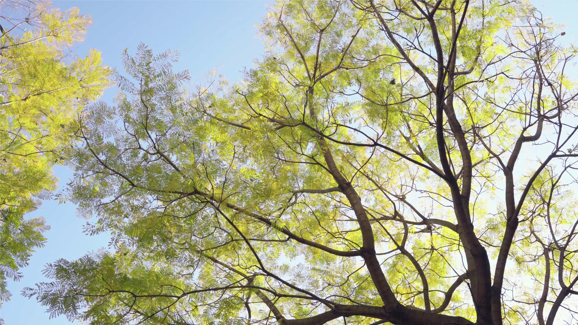 树木在春天发芽视频的预览图