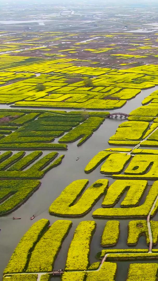 俯瞰江苏兴化湿地水上油菜花海视频视频的预览图