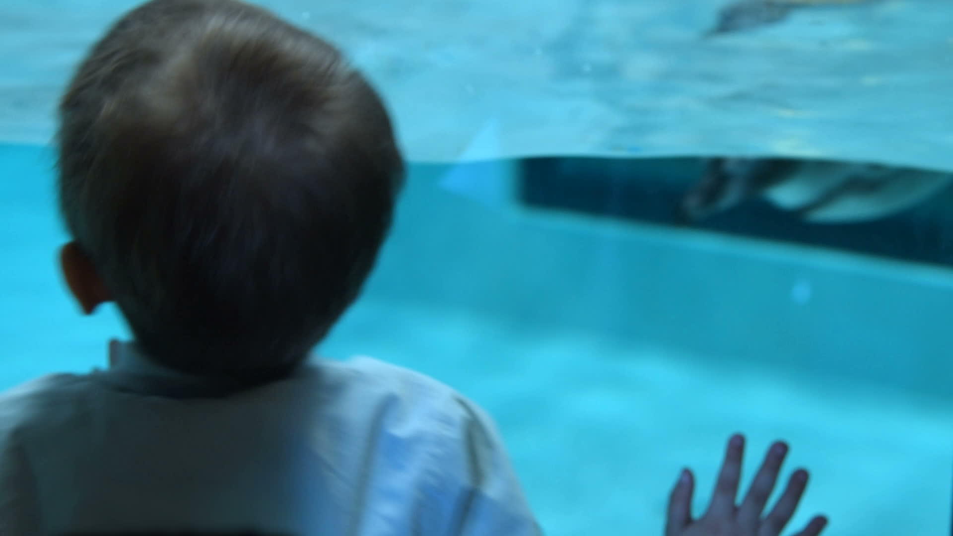 孩子们看着哈姆堡企鹅在游泳池里游泳视频的预览图