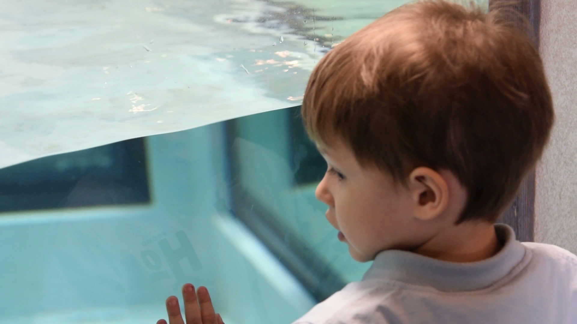 孩子们喜欢在游泳池里看金发企鹅游泳视频的预览图