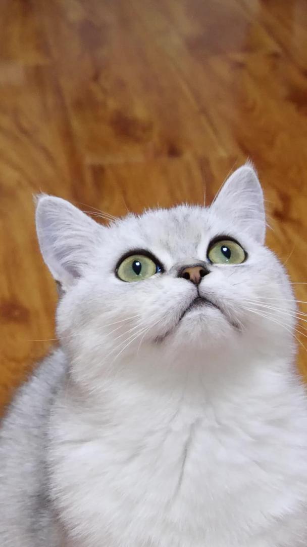 宠物猫银渐层猫视频的预览图