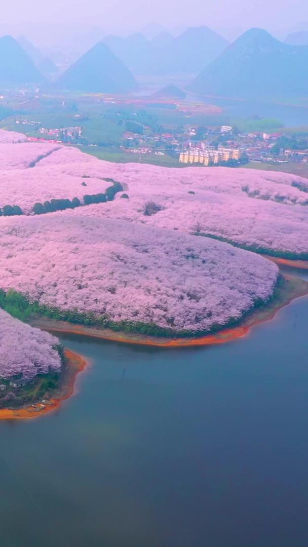 贵州平坝樱花园航拍全景材料视频的预览图