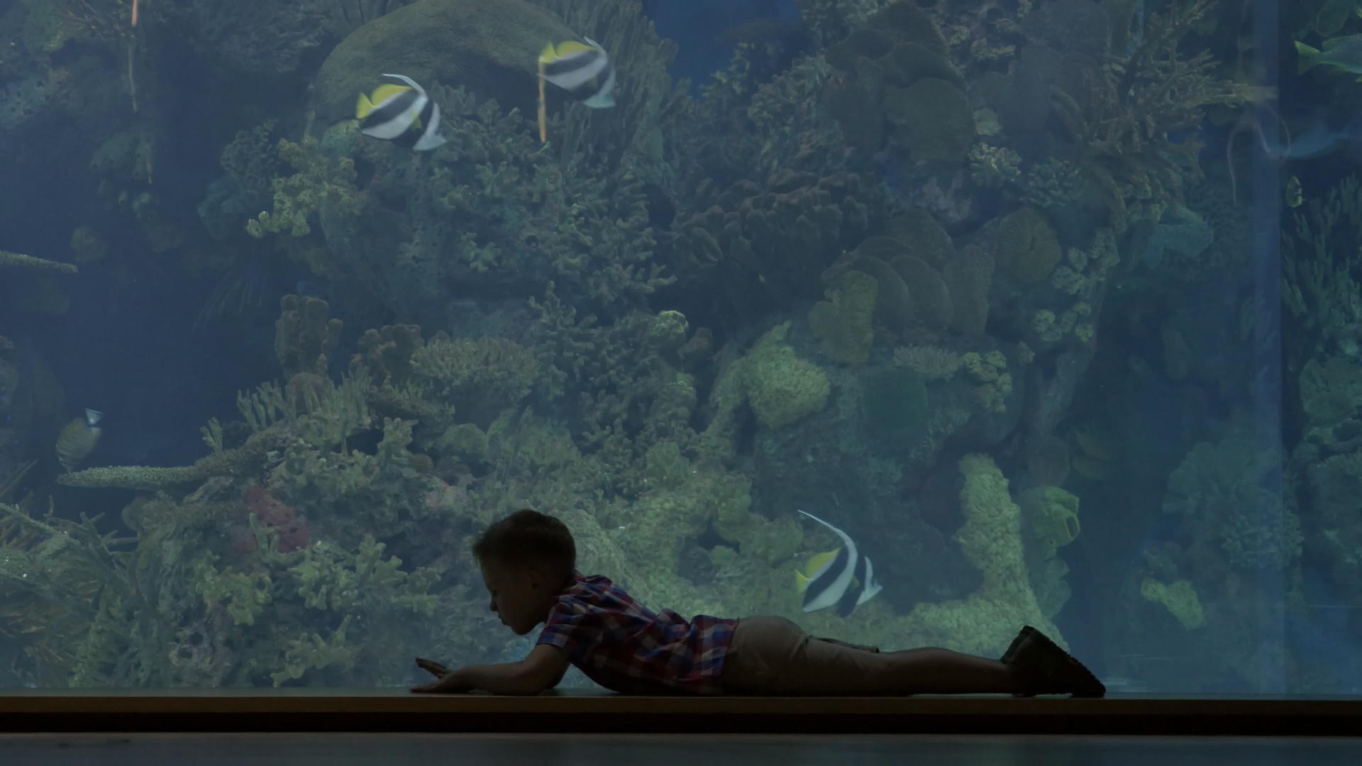 孩子们在大水族馆附近爬行视频的预览图