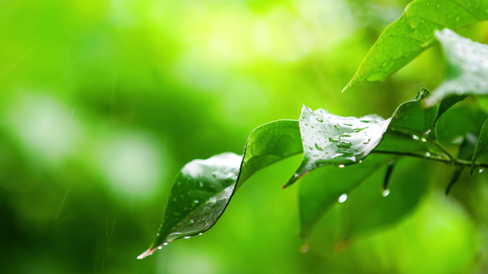 雨水水滴打在绿叶视频的预览图