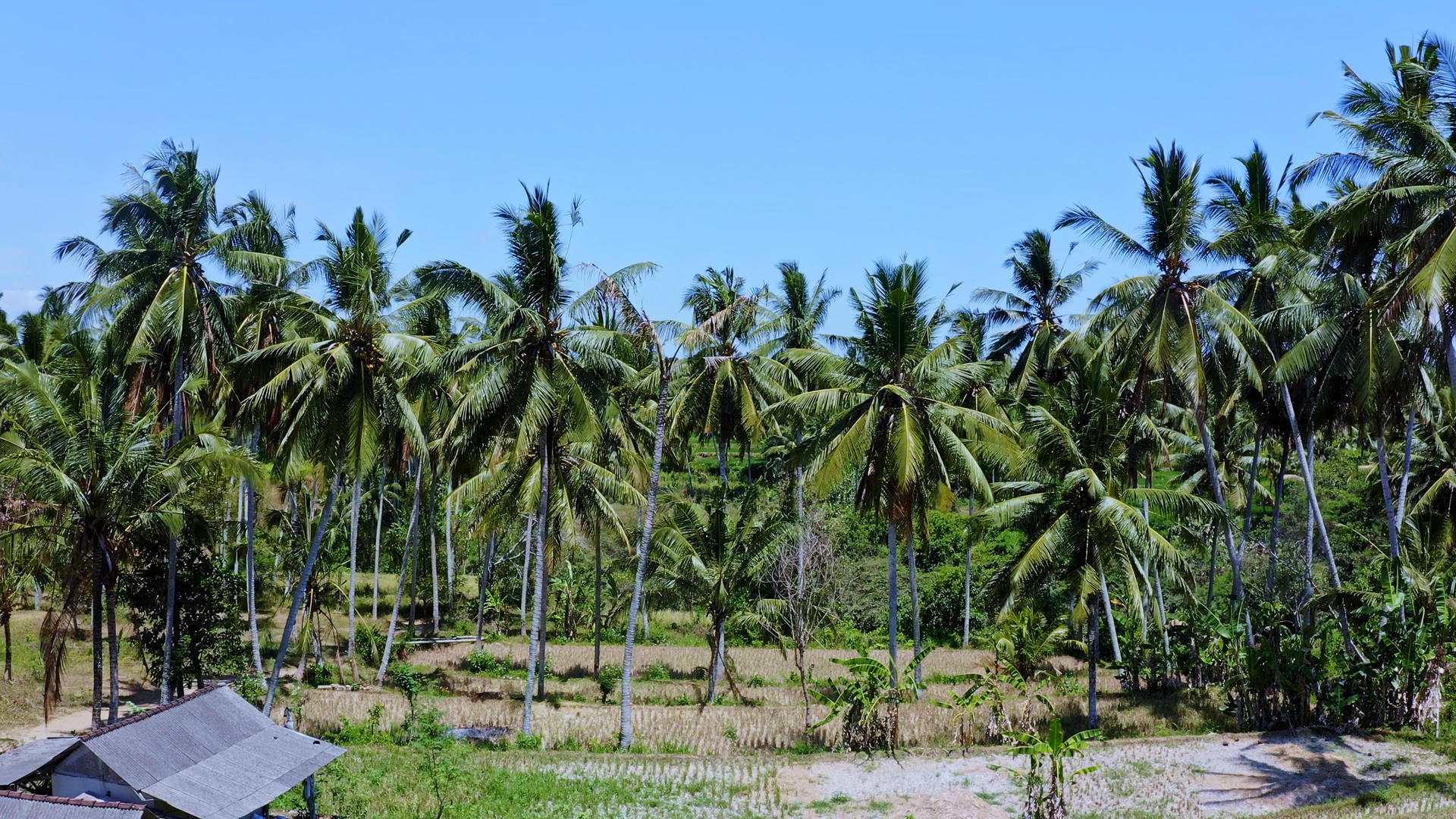 热带地区椰子林视频的预览图