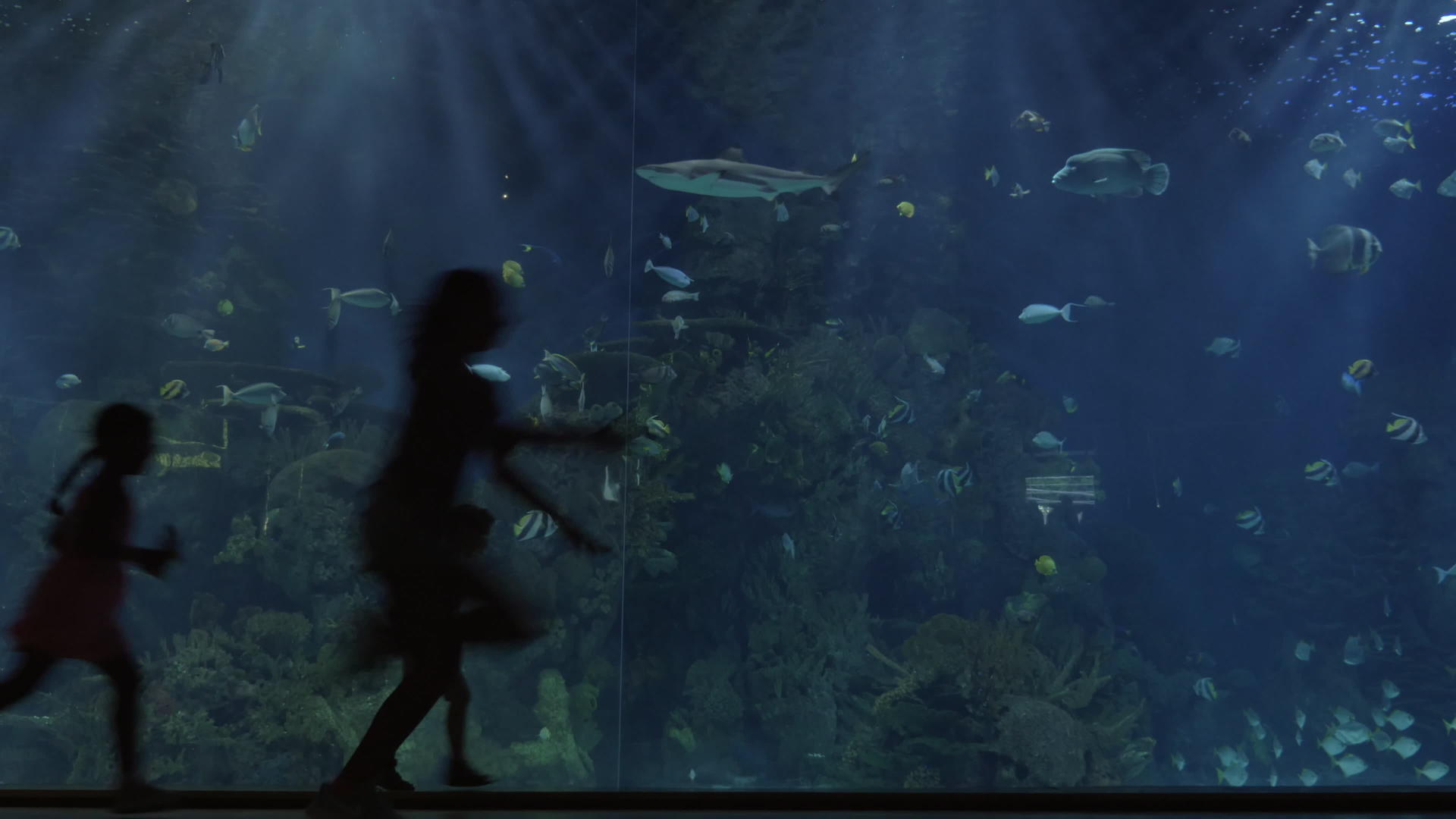 孩子们带着一个巨大的水族馆视频的预览图