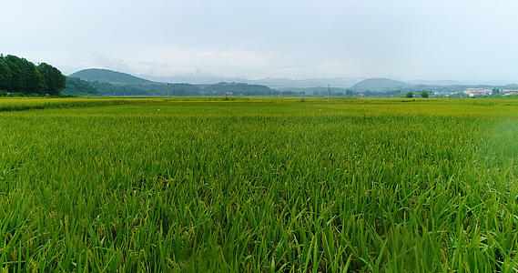 汉中万亩稻田4K航拍视频的预览图