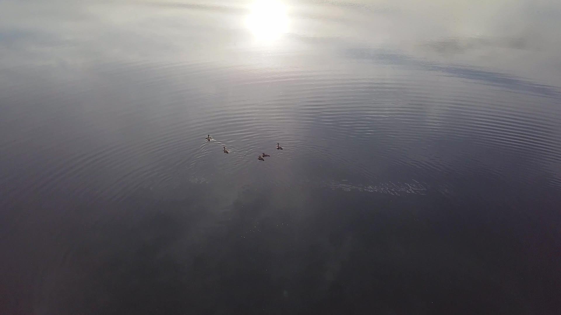 观光鸭在池塘里游泳视频的预览图