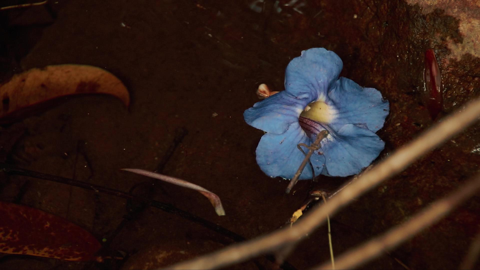 紫花漂浮在水中视频的预览图