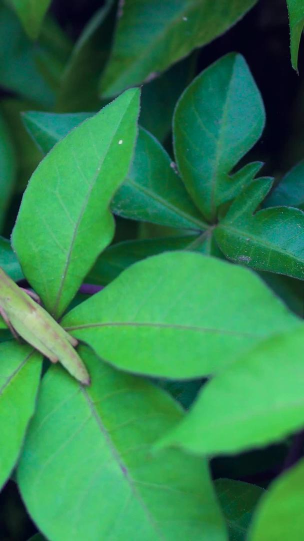 昆虫草蚱蜢植物叶子视频的预览图