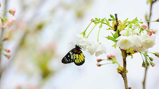 蝴蝶大自然樱花授粉视频的预览图