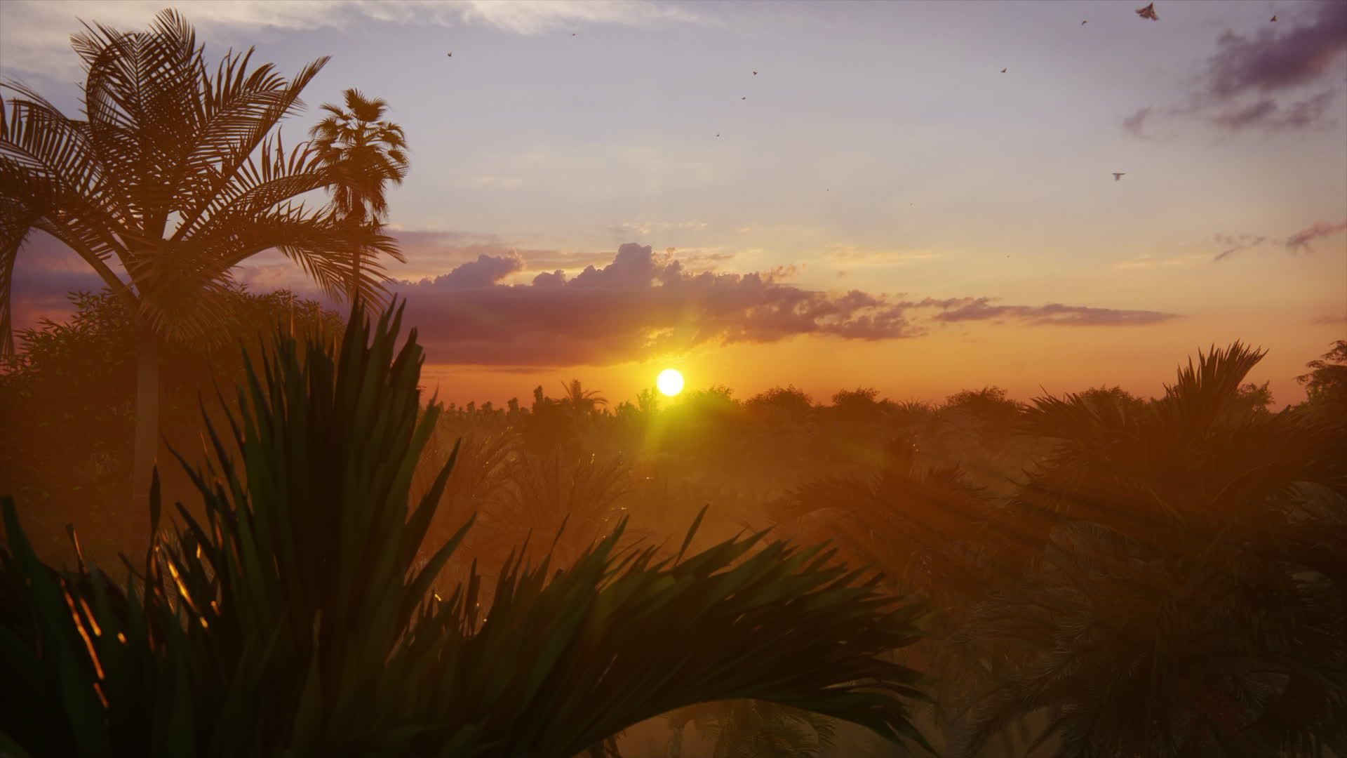 热带雨林丛林的美丽日落视频的预览图