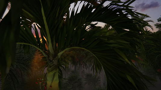 美丽的热带雨林丛林日落TL视频的预览图