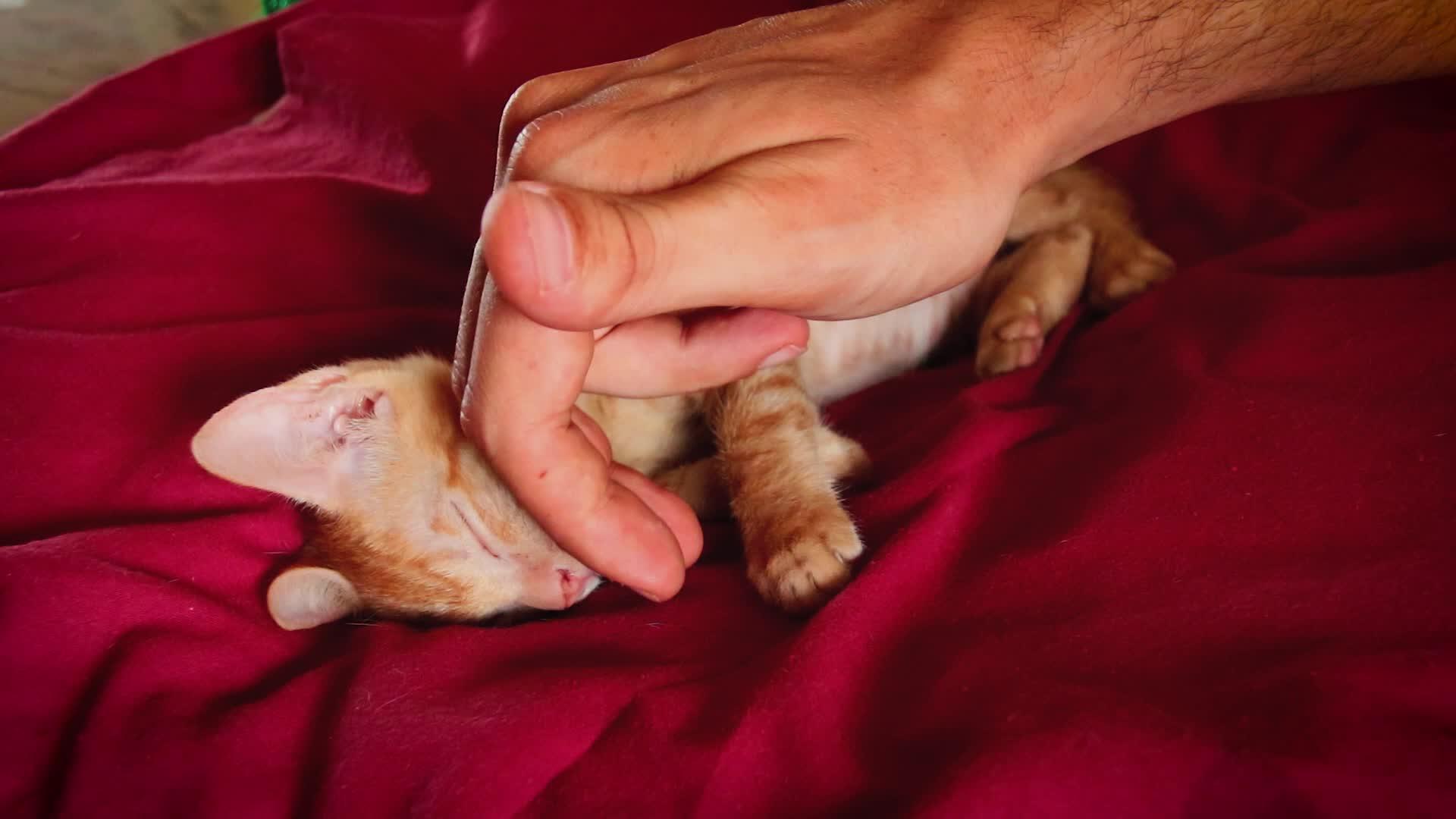 抚摸着一只小流浪小生姜小猫视频的预览图
