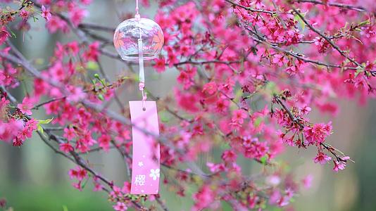 樱花树上悬挂风自然空镜视频的预览图