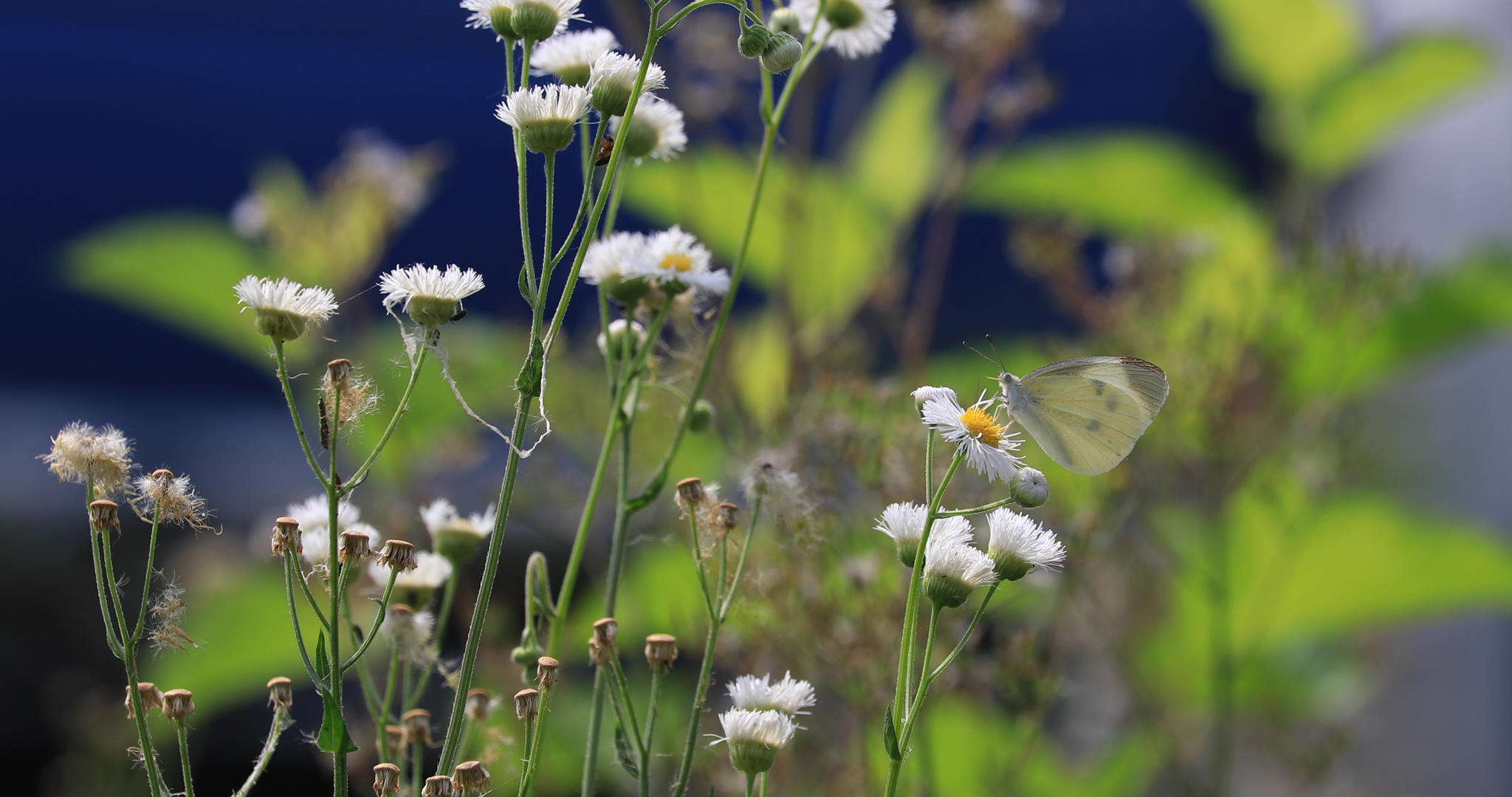4K微距拍摄花朵上的蝴蝶合集视频的预览图
