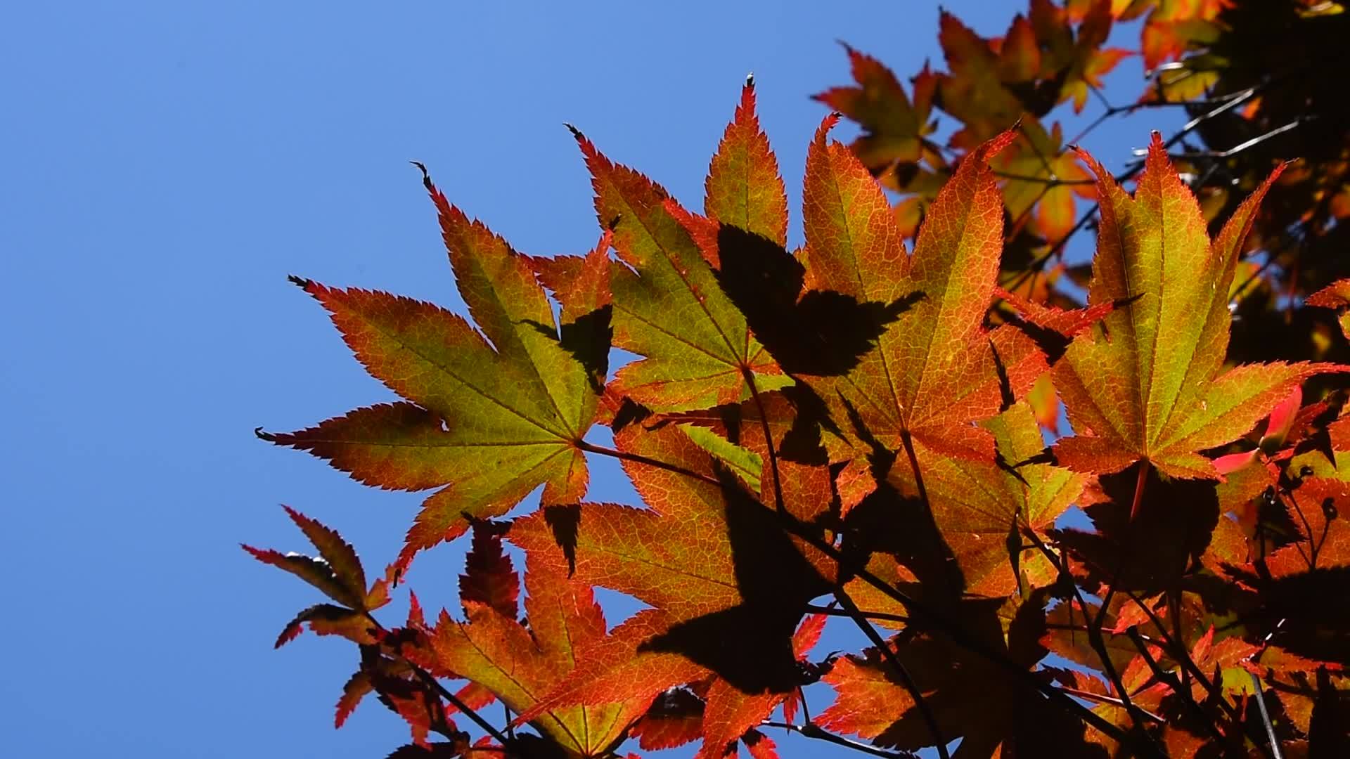 蓝天充满了秋天的红色弧叶视频的预览图