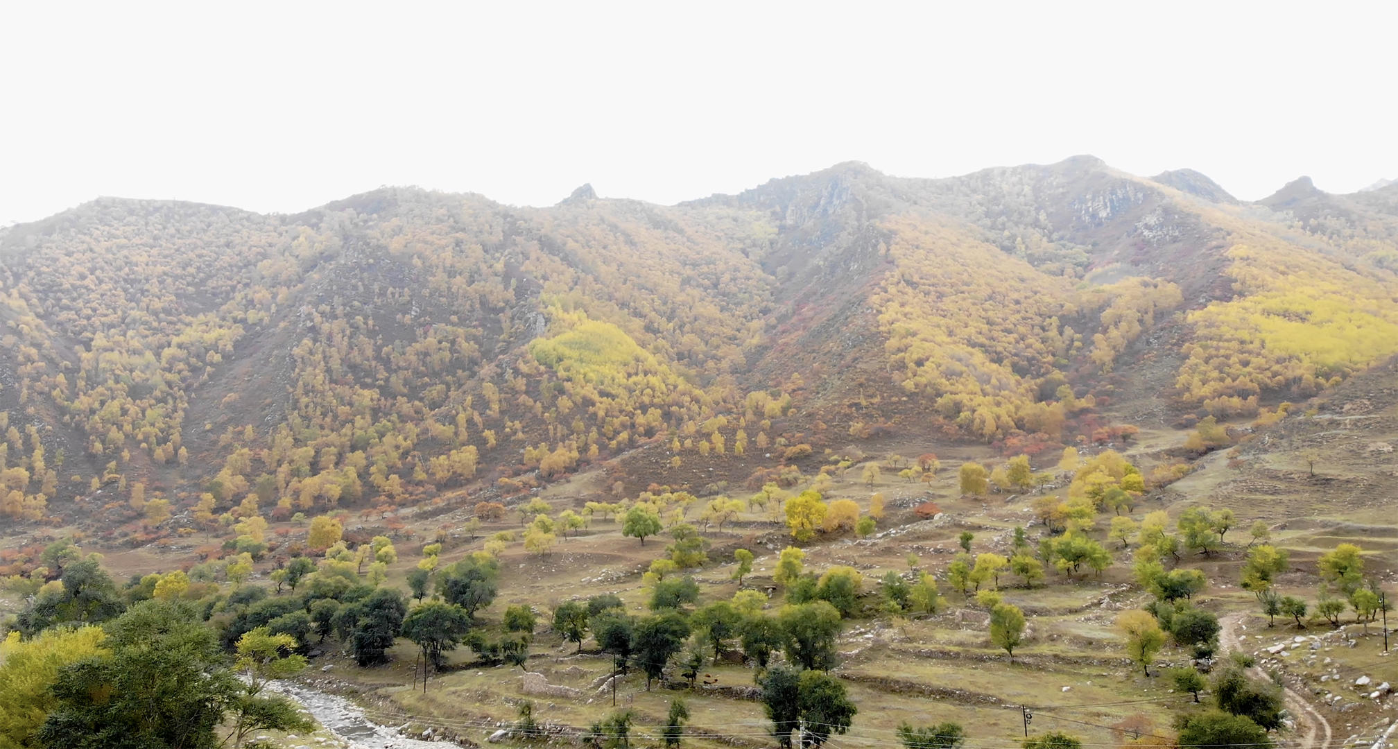 内蒙古呼和浩特秋天山崖黄叶林视频的预览图