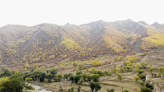 内蒙古呼和浩特秋天山崖黄叶林视频的预览图