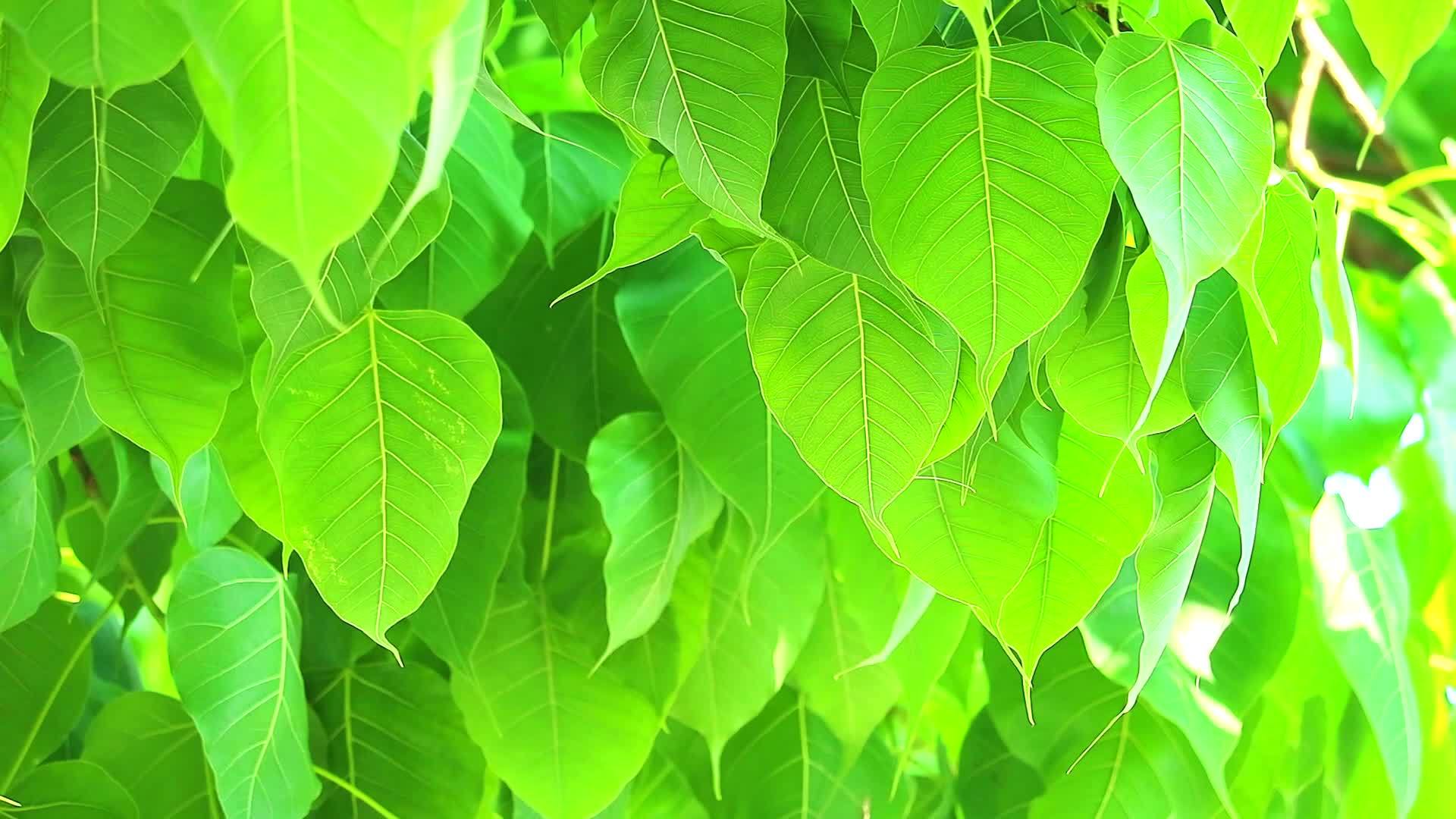 浅绿色的植物叶子在雨季生长视频的预览图