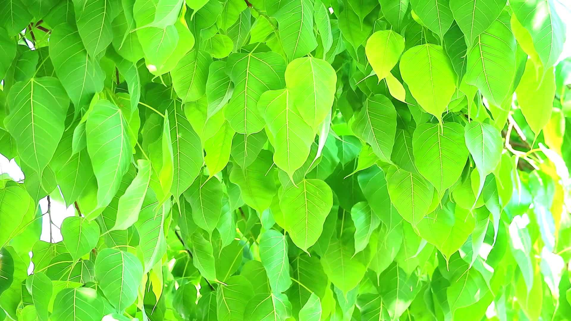 在雨季浅绿色的植物叶子正在生长视频的预览图