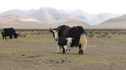 4K实拍青藏高原牧场牦牛哺乳吃草视频的预览图